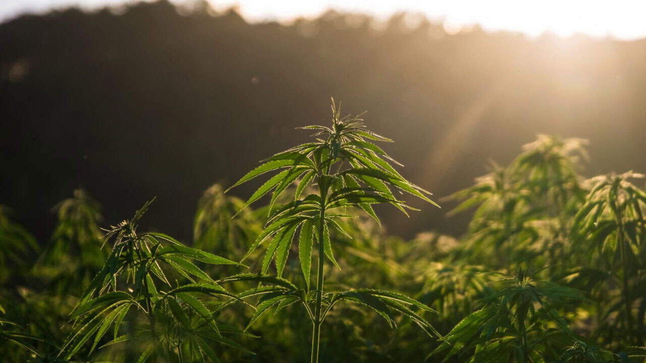 Hemp Insulation - Hemp Plants Hemp Insulation - Hemp Plants - Image of hemp plants growing outdoors.