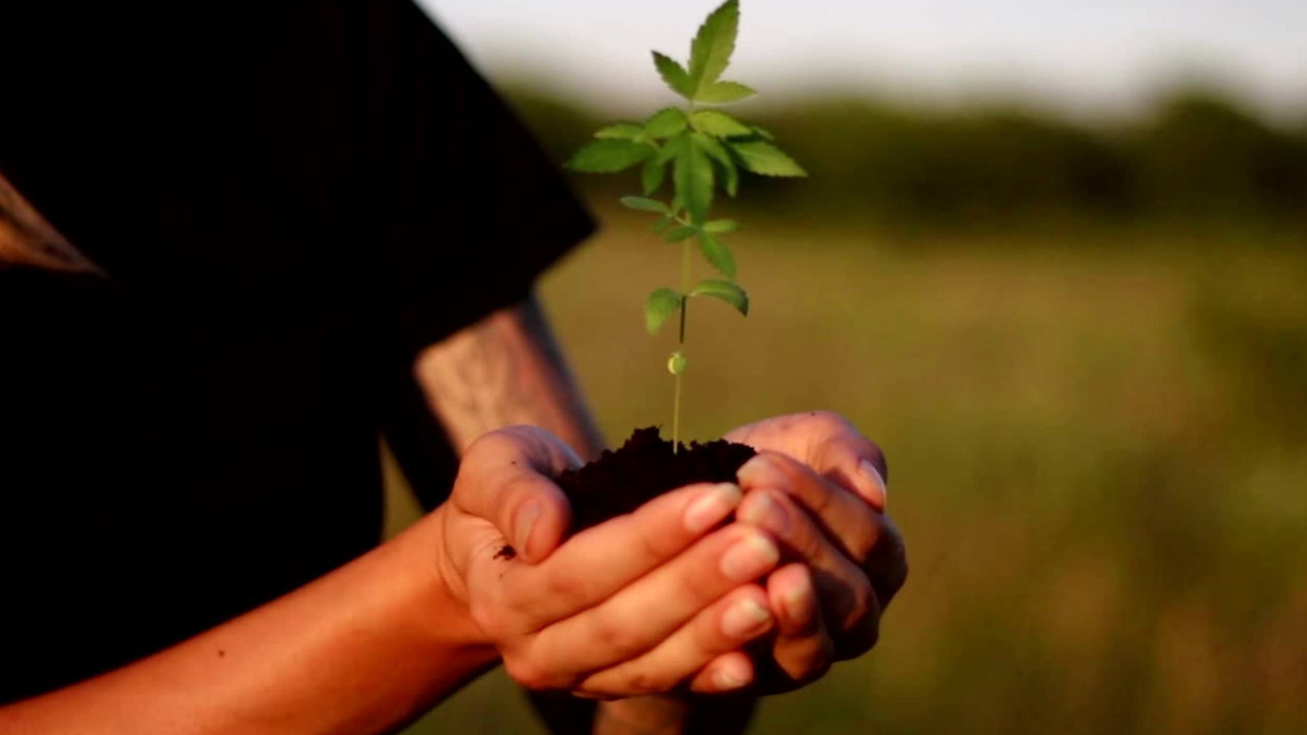 Hemp Insulation - Renewable - Sustainable Image of a man holding a hemp plant seedling.