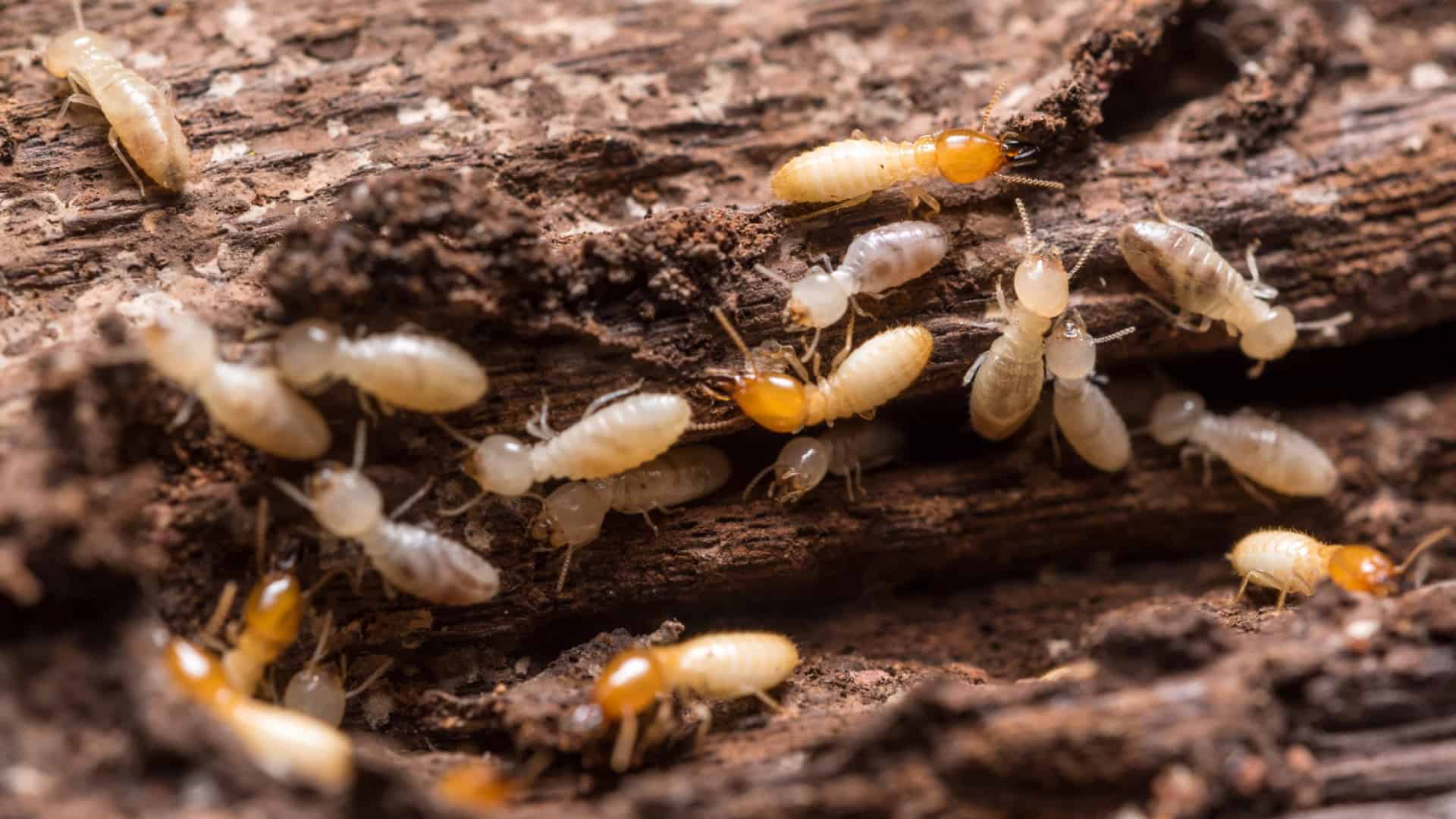 Termite season begins late March and dies down in July. Other than experiencing the nuisance and the potential property damage of termites we also hear and recycle a multitude of the same myths and falsehoods year after year after year.